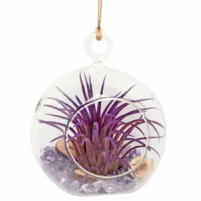 4 Amethyst Bubble Terrarium